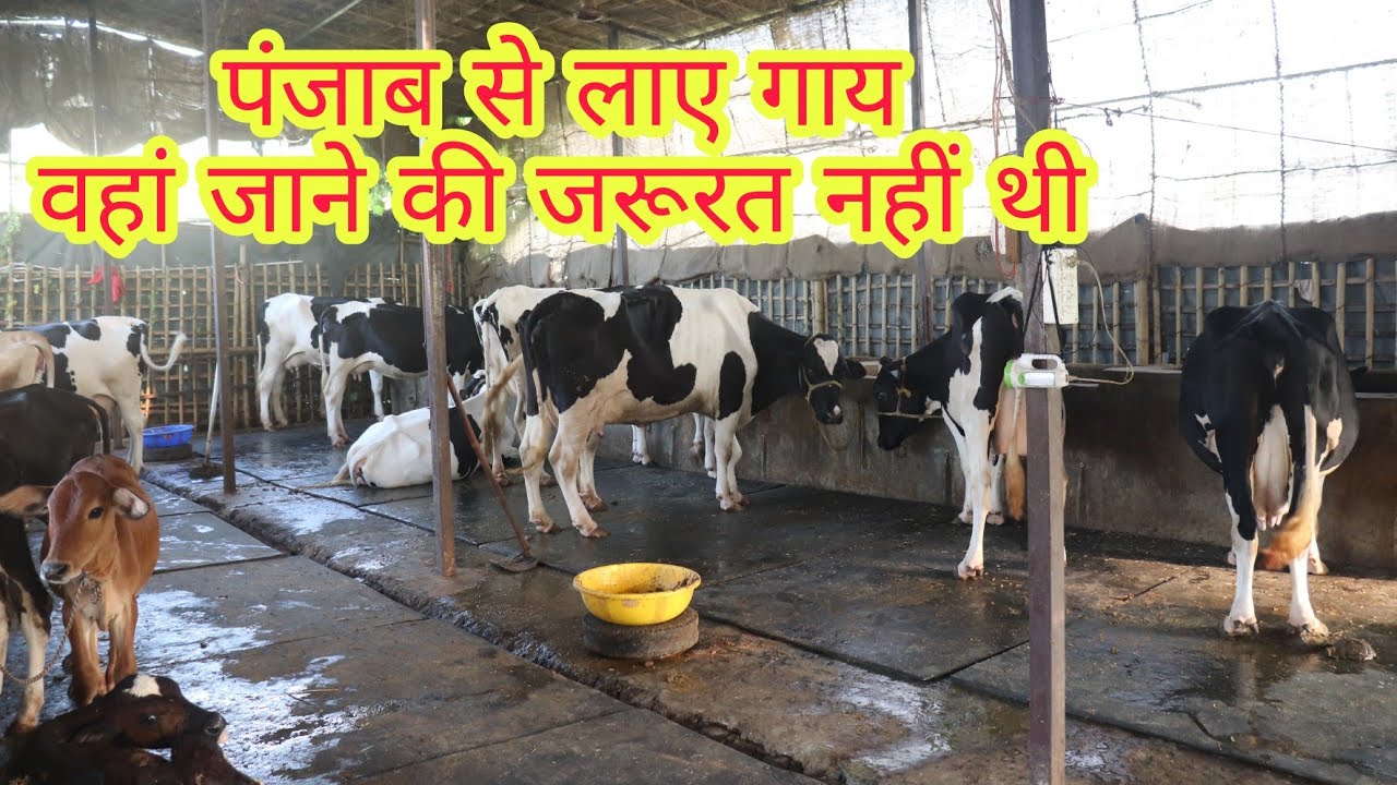 बिहार में आयी पंजाब की गाय Shifa dairy Farm Arwal Bihar