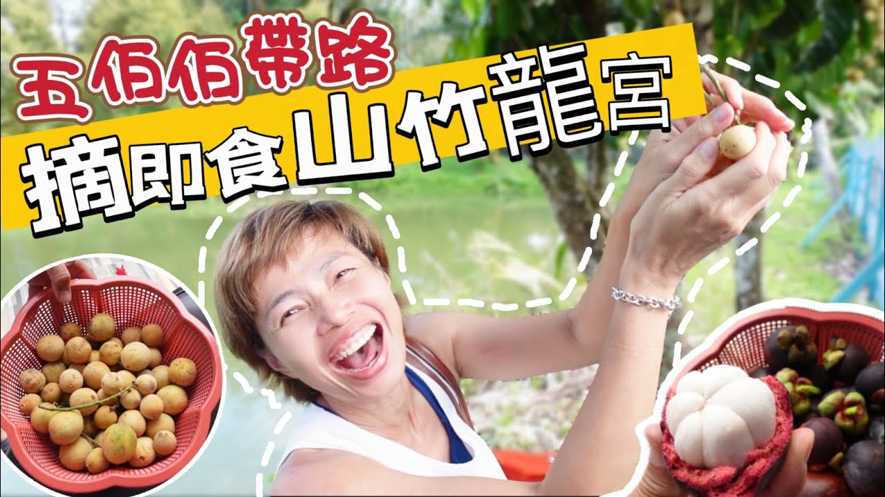 @MangoHK-CCTV  《野生取果》展鴻伯伯帶路 參觀私人果園 野生採摘山竹龍宮 味道確鮮甜 🇲🇾 Raub Fruits in Malaysia | #mangohk