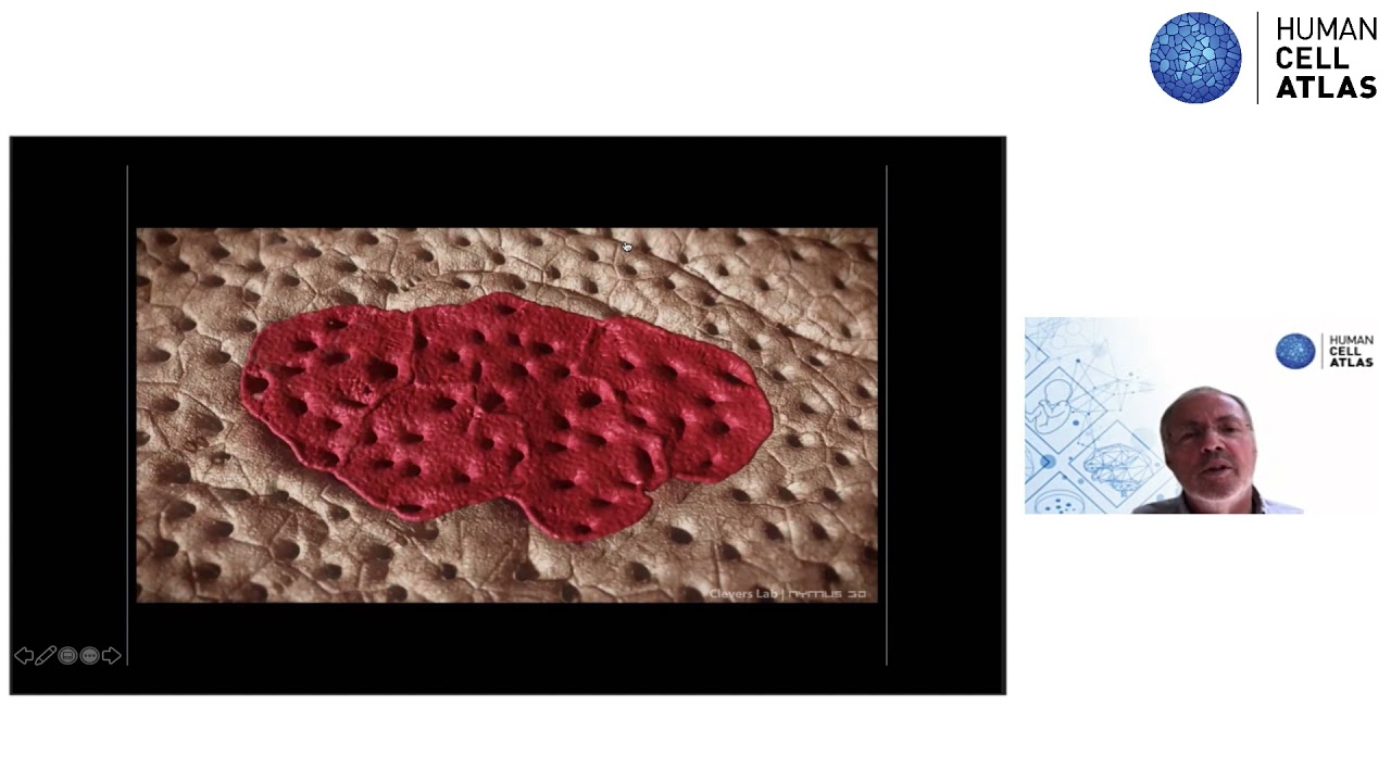 Keynote Talk 1: Organoids do model human development and disease