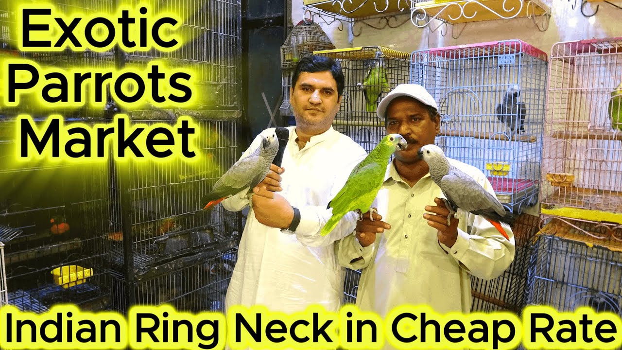 Sadar Exotic Birds Market Ishaq Bhai Shop Visit Exotic Birds New Variety in Urdu/Hindi