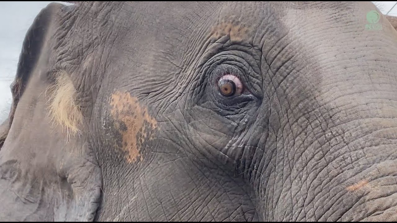 Two Years Anniversary Of Young Bull Elephant San Mueang's Rescue - ElephantNews