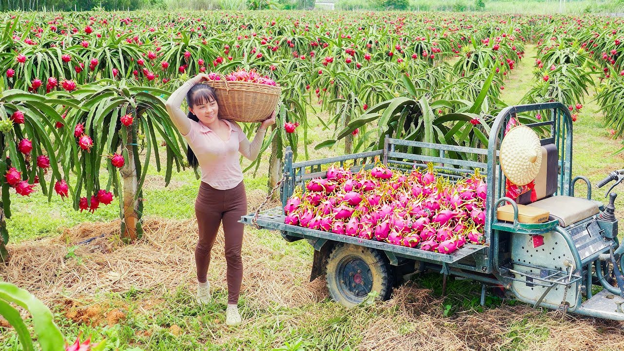 Harvesting 1000 Dragon Fruit, Use Truck To Transport Many Dragon Fruit Go To Market Sell