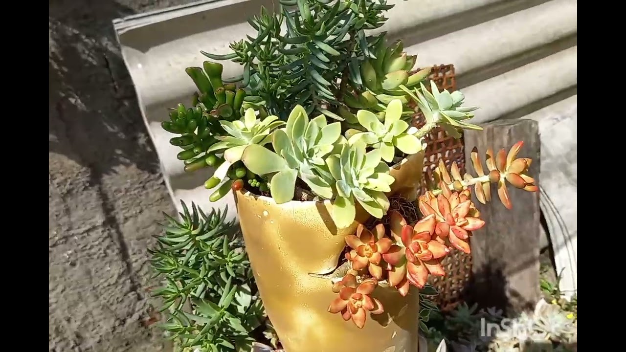 Transformando o jardim e colorindo!!