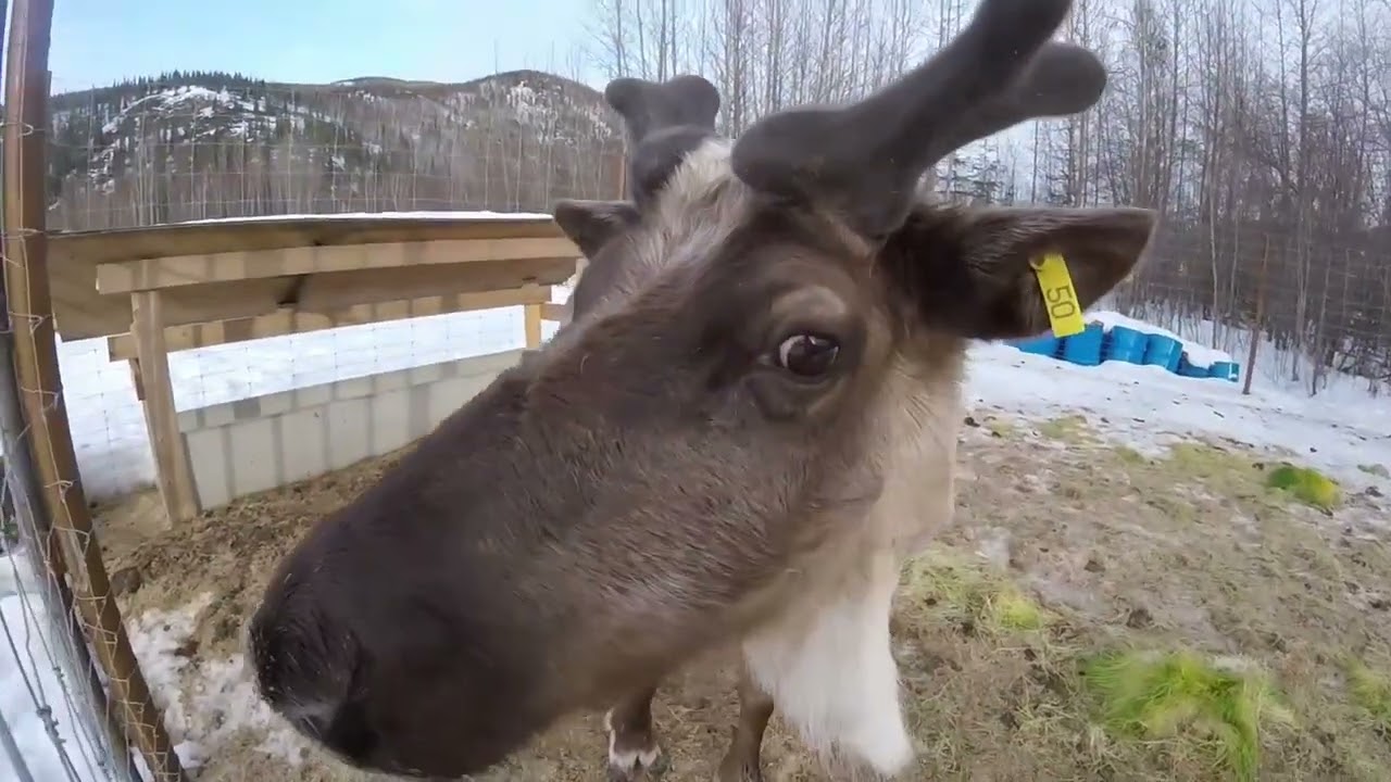 Scuba Diving Under Ice During the Alaska Slush Cup