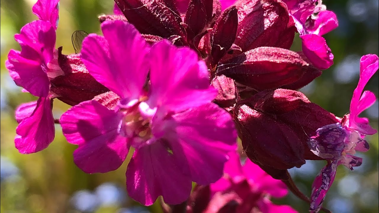 Garden surprises: Sticky Catchfly/Clammy Campion