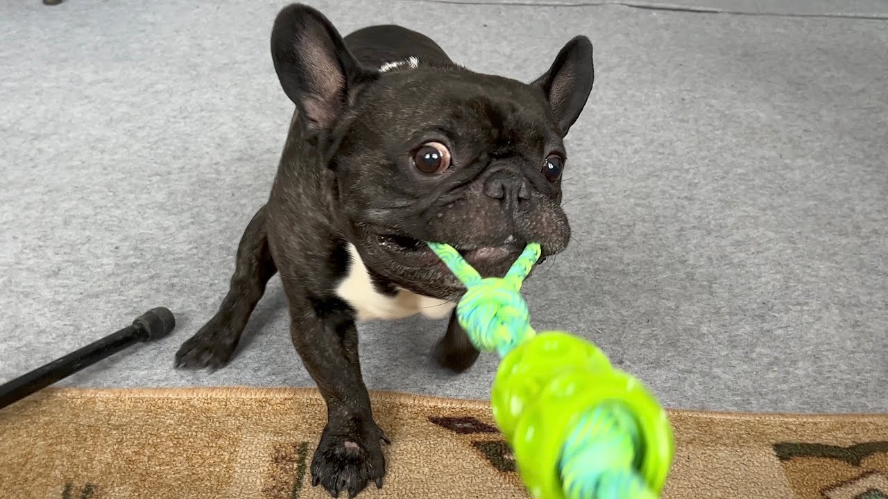 French Bulldog makes daddy play
