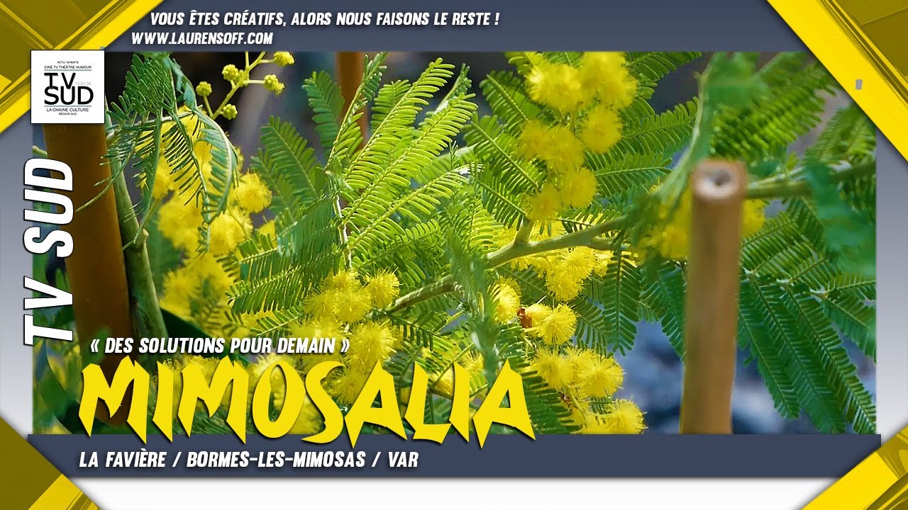 #MIMOSALIA 2026 à Bormes les Mimosas Le rendez-vous incontournable des amoureux des plantes