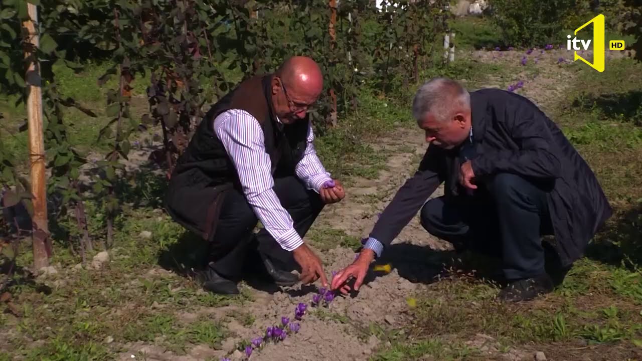 Qızıla bərabər zəfəran