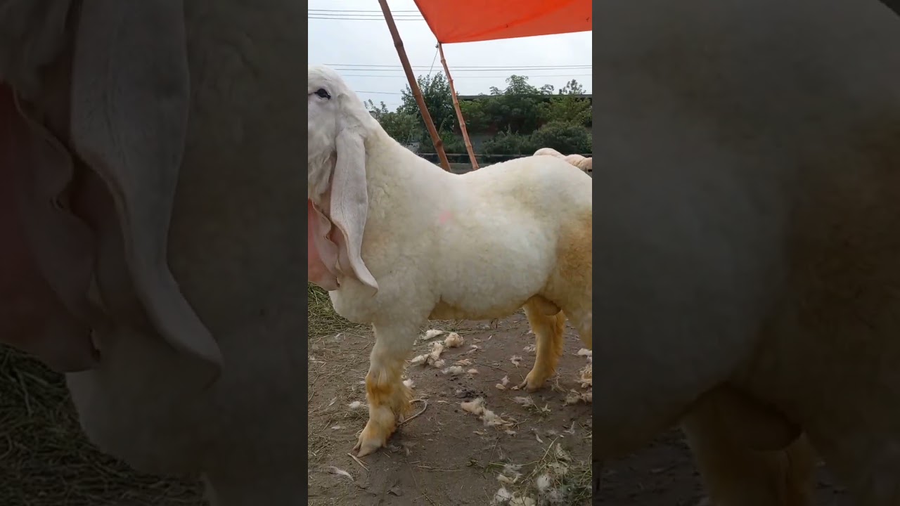 Kajla chatra top quality fresh 2 dant | gujranwala bakra mandi #gujranwala #mundra #mandi #bakra