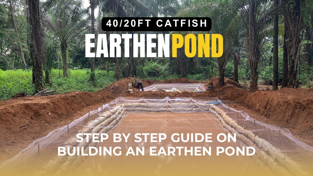 Earthen Pond Construction | 40x20 ft Pond Project in Mbaise, Imo State #catfishfarm #fish