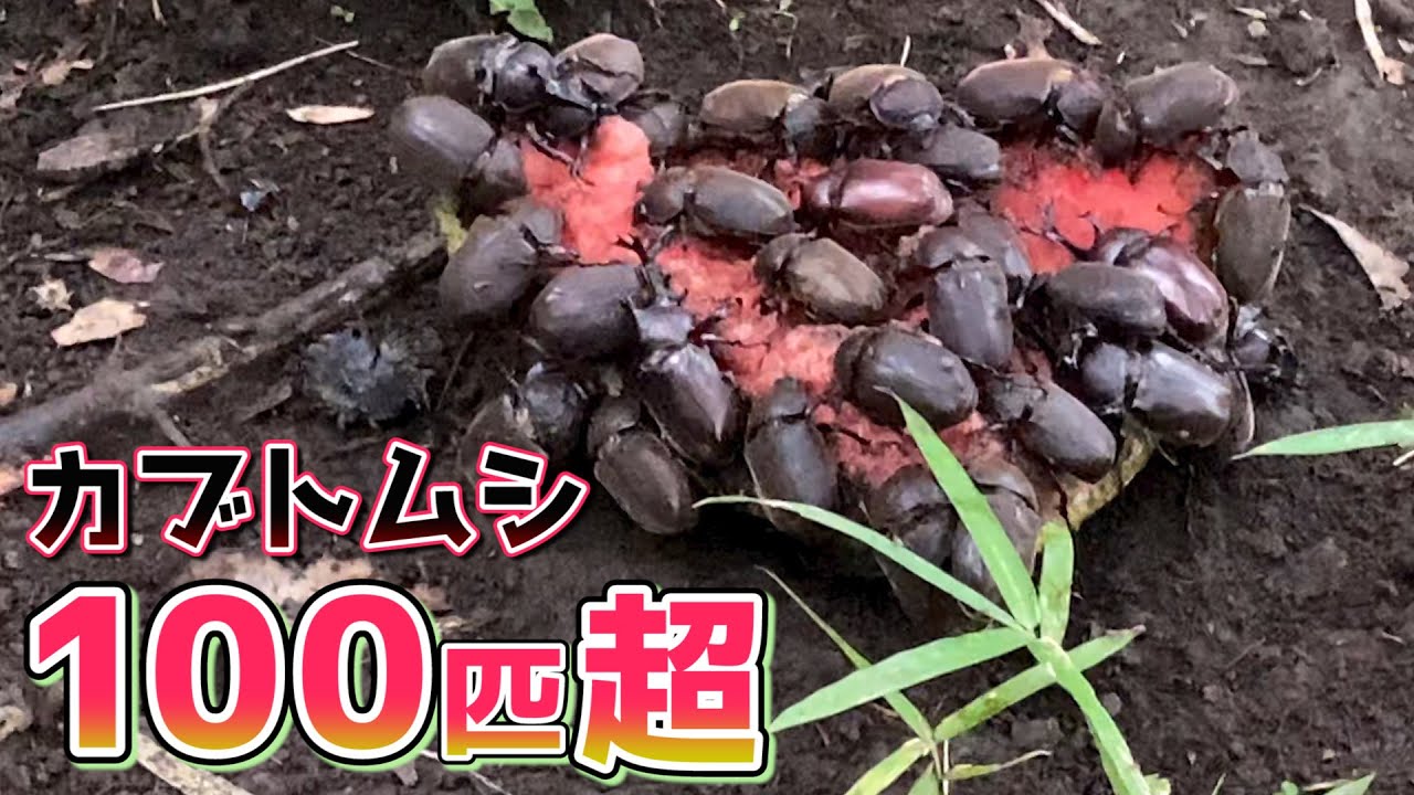 【衝撃の100匹超！】カブトムシ超大量捕獲に成功！