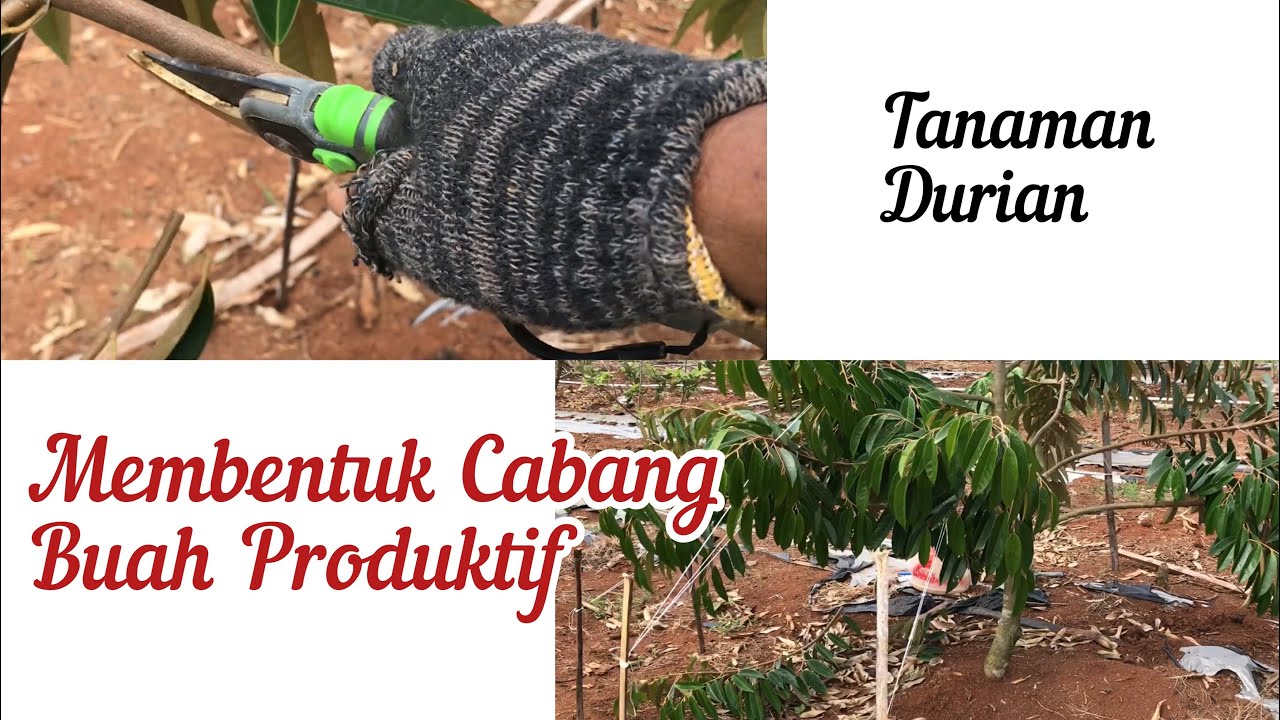 Membentuk cabang buah produktif, tanaman durian