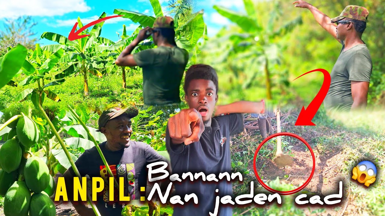 MEZANMI😱⭕️Bannann gaye nan jaden CAD🥷✌️se kounya gen avni nan CAD || KABRIT tonbe sou yon trezò😱🥷