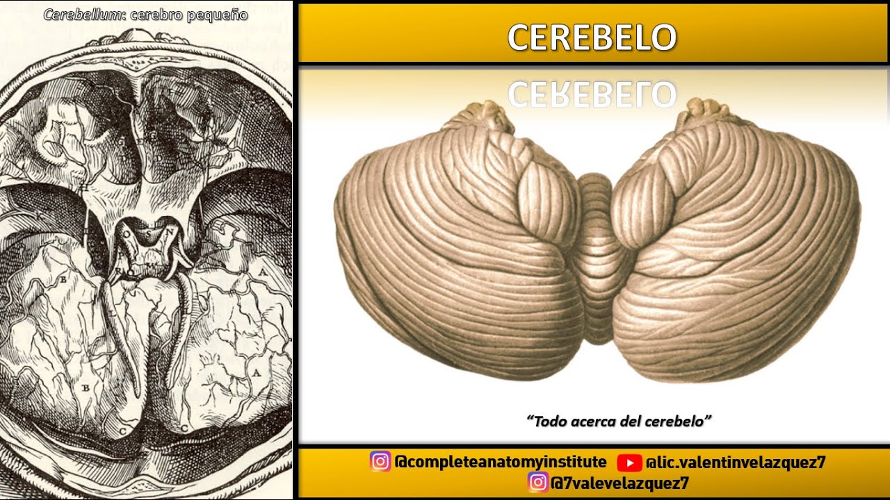 CEREBELO | CARAS, RELACIONES, PEDÚNCULOS, VÁLVULA DE VIEUSSENS, EMINENCIA CRUCIAL DE MALACARNE
