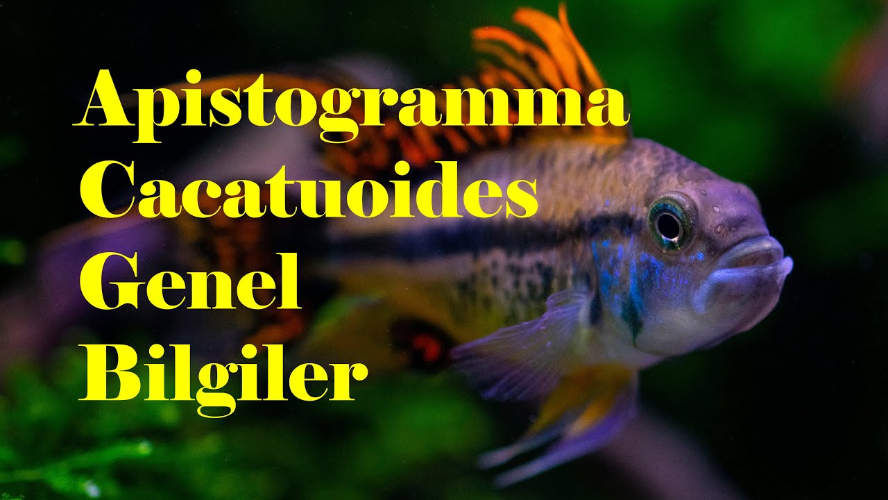 APİSTOGRAMMA CACATUOİDES HAKKINDA GENEL BİLGİLER.