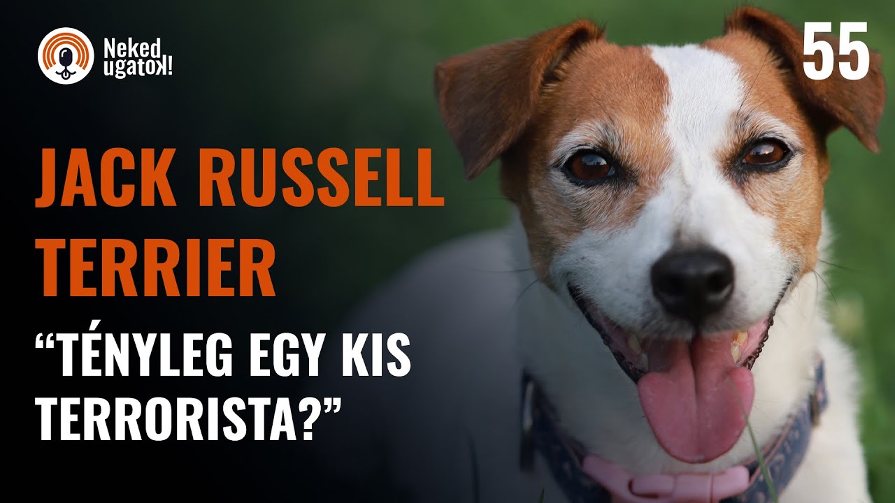 JACK RUSSELL TERRIER fajtabemutató | #55