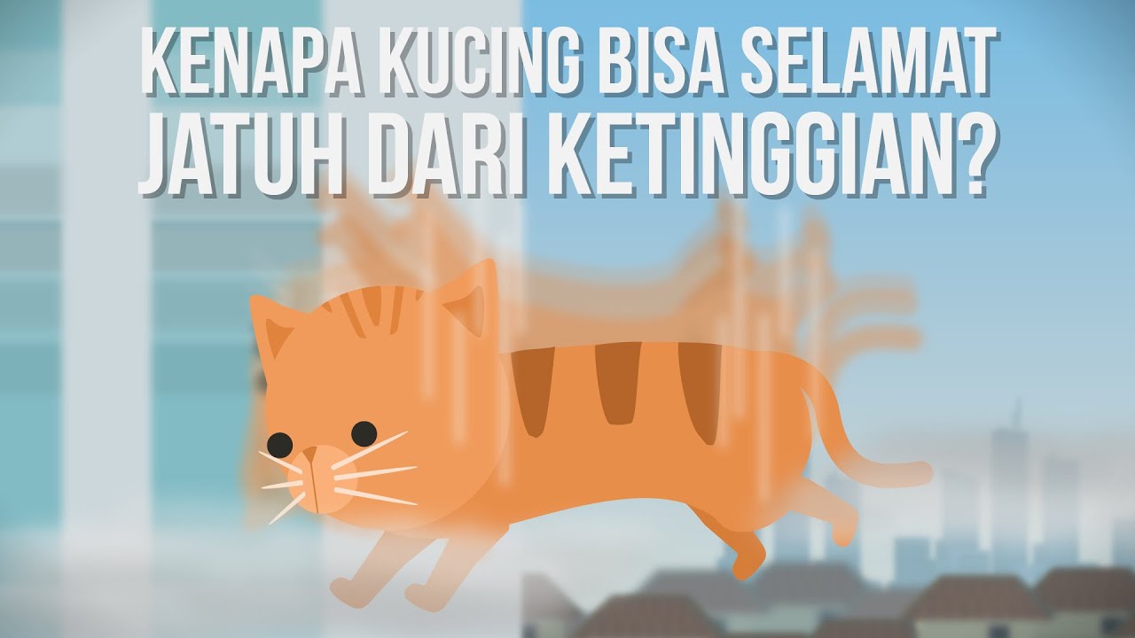 Kenapa Kucing Bisa Selamat Jatuh dari Ketinggian?