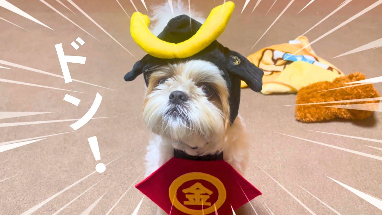 【シーズー】もうすぐ子供の日🎏という事でこうなりました！w w w（カレンダープレゼントもあるよ♪）【犬Vlog】