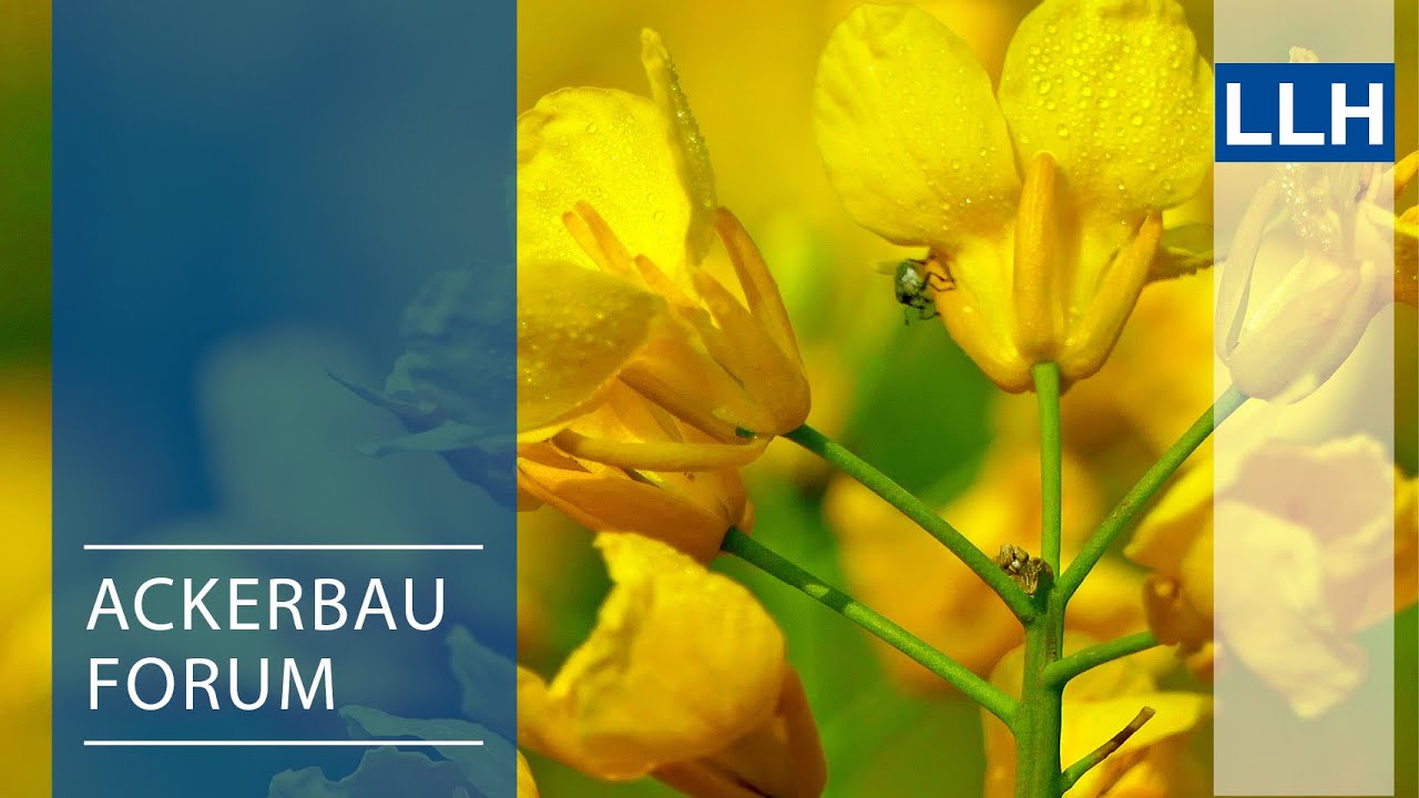 Ackerbauforum - Blütenbehandlung im Raps (Frühjahr 2021)