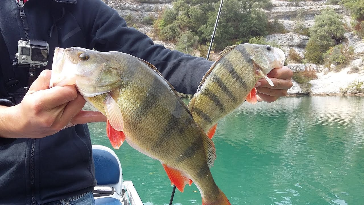Frénésie d'énormes PERCHES au popper et truite au DIVINATOR
