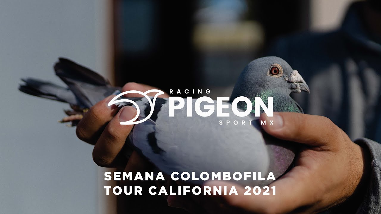 SEMANA COLOMBOFILA (OLR) TOUR CALIFORNIA 2021 / OLR WEEK CALIFORNIA TOUR 2021