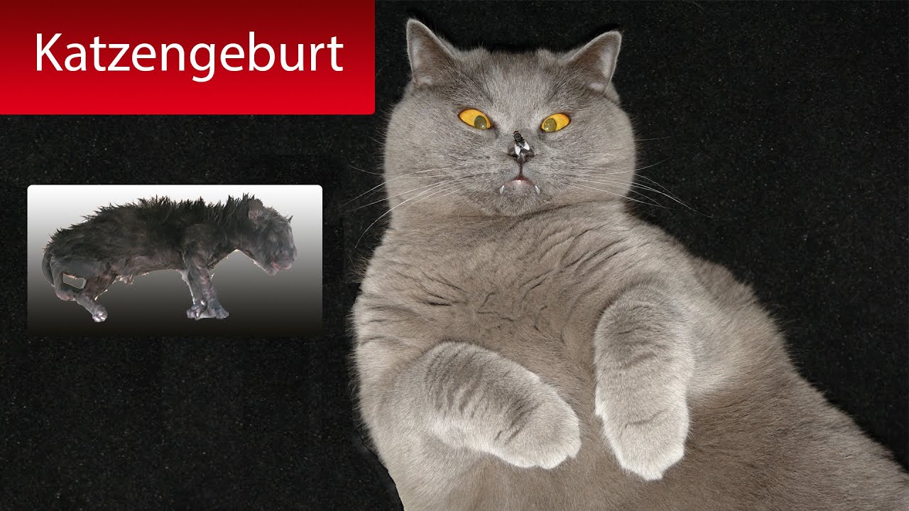 KatzenGeburt von 4 British Kurzhaar Kitten - Schwanger - Pregnant - BKH - Teil 1/3