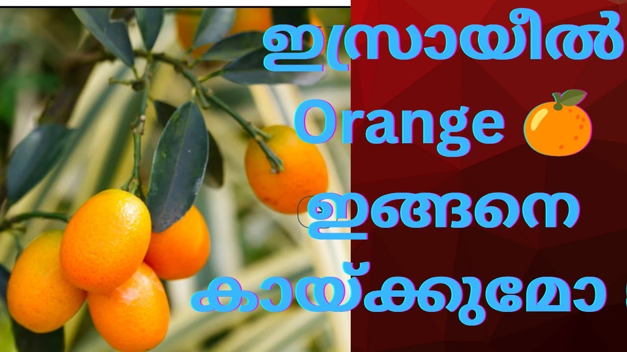 നിലത്ത് നിന്നും ഇളക്കി പോട്ടിൽ വെച്ച ഇസ്രായീൽ ഓറഞ്ചിൻ്റെ (kumquat) വളർച്ച ഒന്ന് കണ്ട് നോക്കൂ.