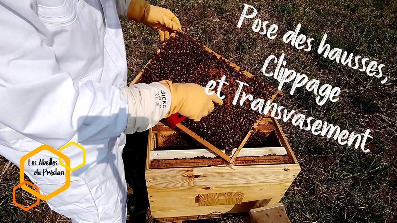Pose des Hausses, Clippage et Transvasement (Apiculture)