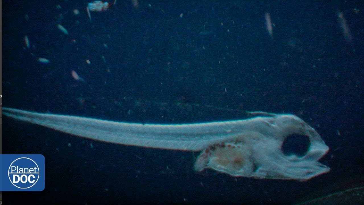 Mediterranean Sea - Documentary (Part 3)