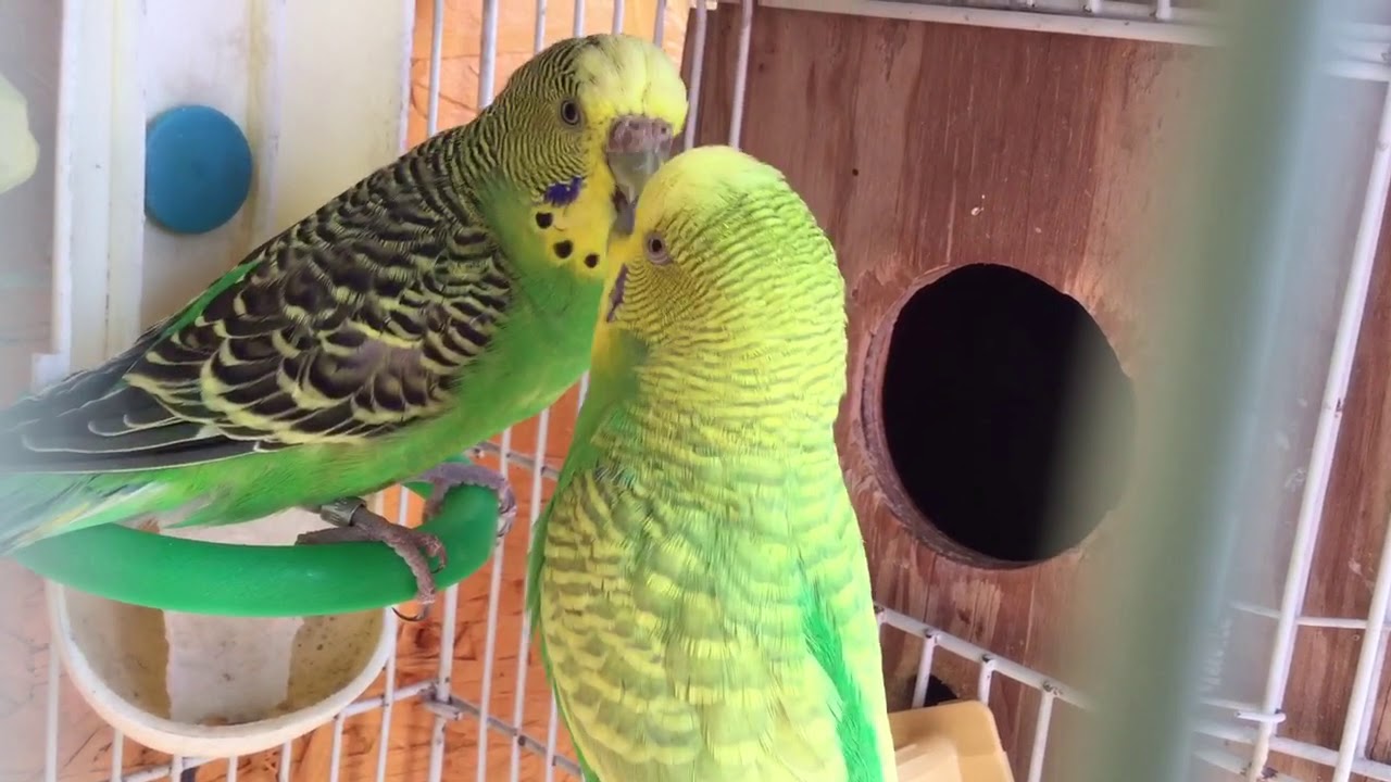 Male Budgie/Parakeet Courting Female(Kami And Kale)(Волнистых попугаев)