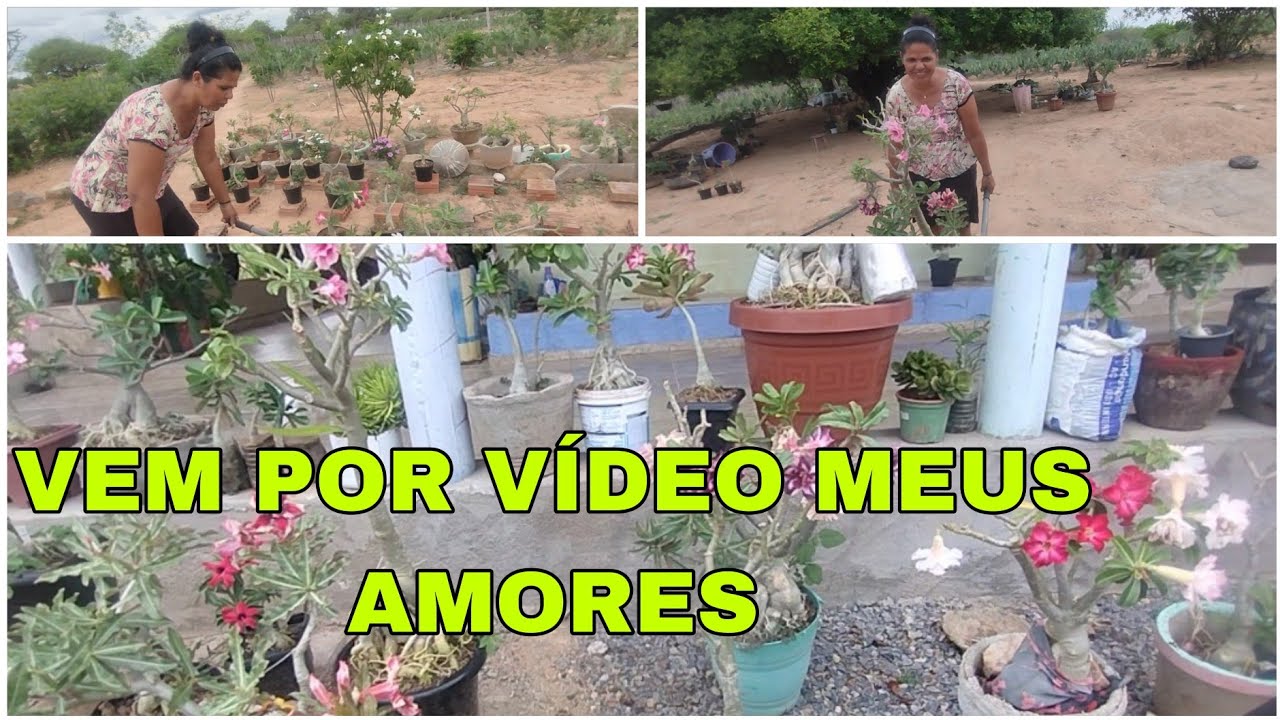 EU E MINHA FILHA ORGANIZANDO AS ROSAS DO DESERTO NA FRENTE DA CASA VEM COMIGO PESSOAL 