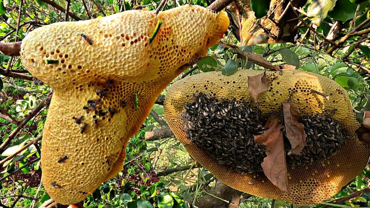 #18 một ngày săn ong ruồi ở Đăk nông quá may mắn