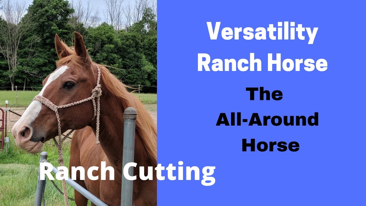 Versatility Ranch Horse Cutting |  The All Around Horse (How VRH Cutting Is Scored)