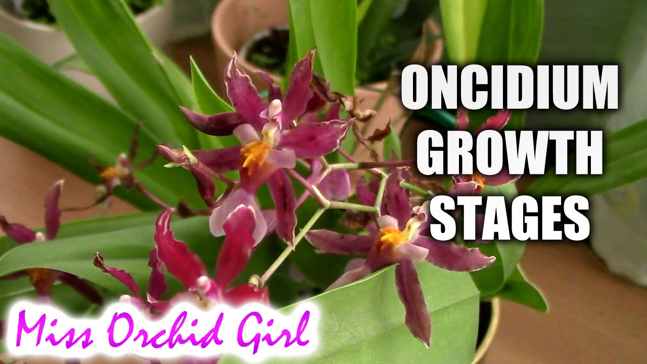 Growth stages of Oncidium Orchids