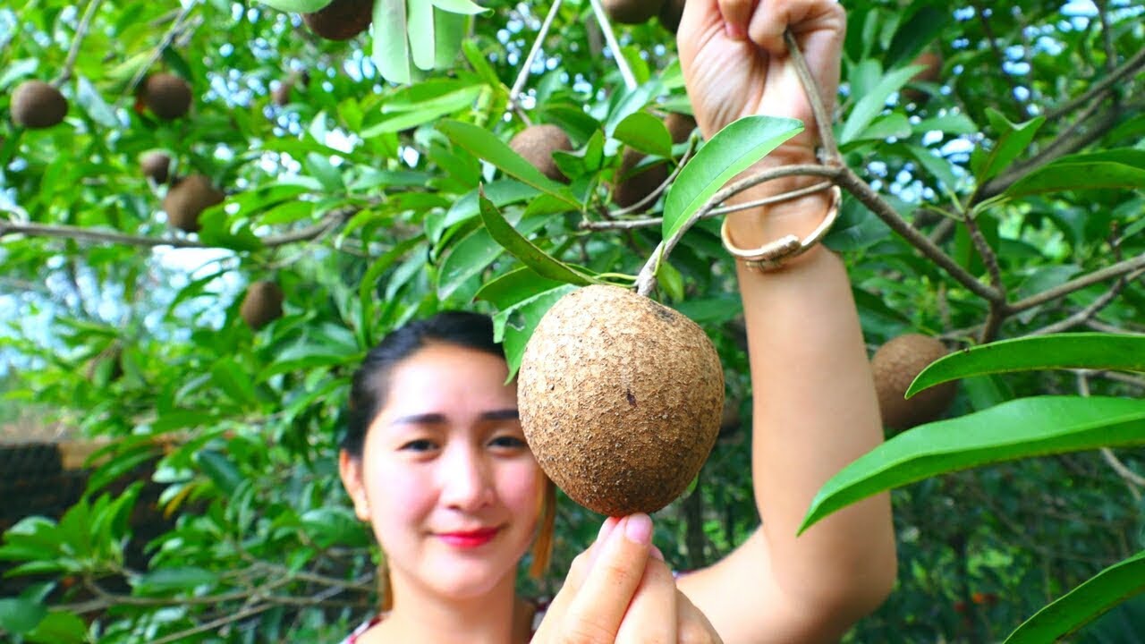 Yummy Sapodilla Fruit Ripen - Sapodilla Fruit - Cooking With Sros