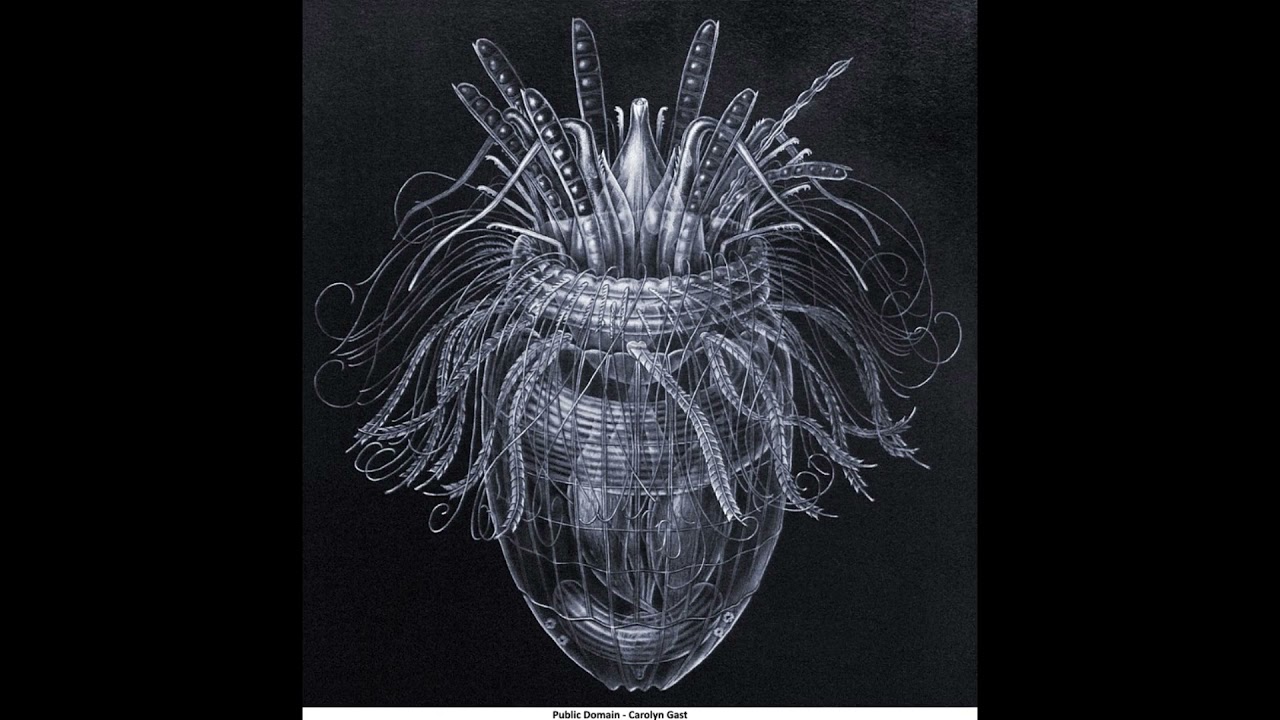 Loricifera
