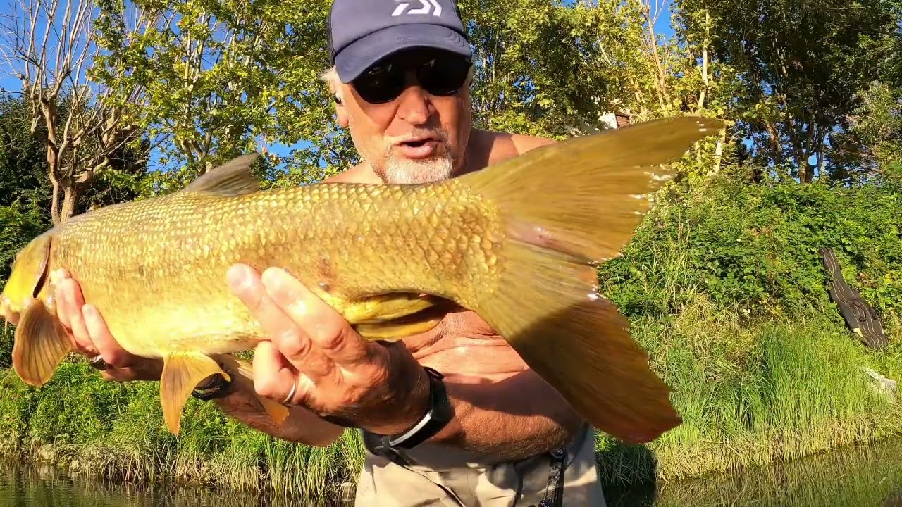 Big settembrini #pescabolognese #adda #fishing #pesca #angler #fishinglife #barbel #catchandrelease 