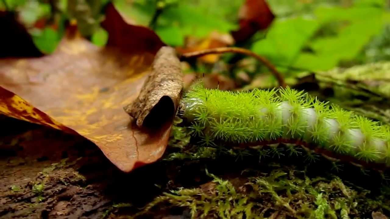 The Striking Io Moth Caterpillar