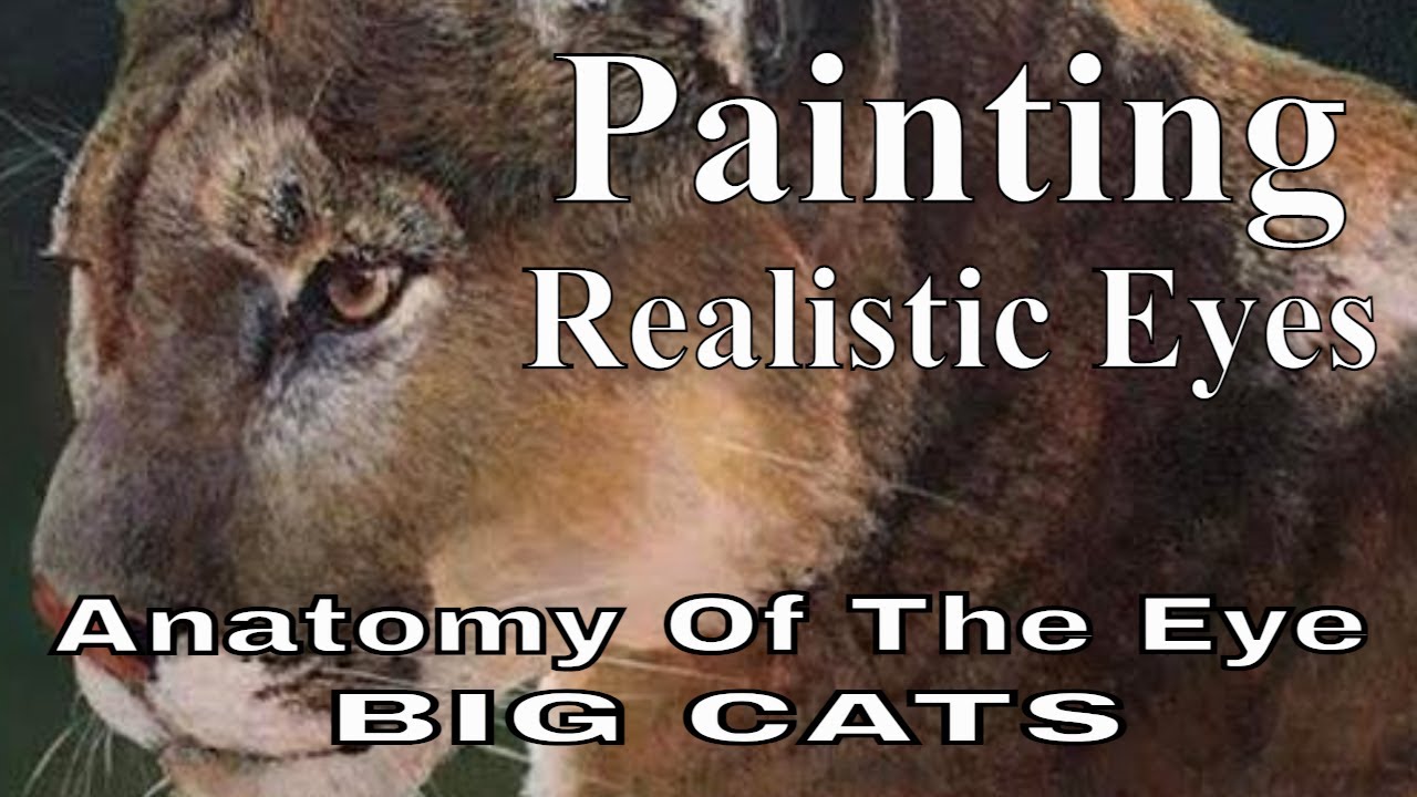 Painting Eyes: Anatomy Big Cat Eyes | Mountain Lion, Puma, Cougar, Panther