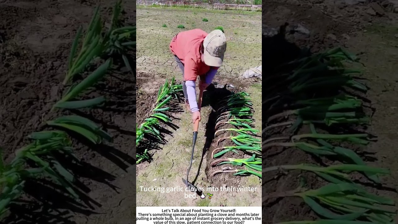 Planting Flavor: Hand-Setting Garlic Shoots in the Field 🧑🌾🌿