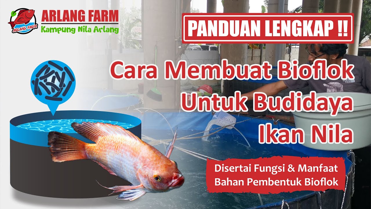 TERLENGKAP‼️✅ CARA MEMBUAT AIR BIOFLOK UNTUK IKAN NILA - PROSES APLIKASI PERTAMA KOLAM BIOFLOK!