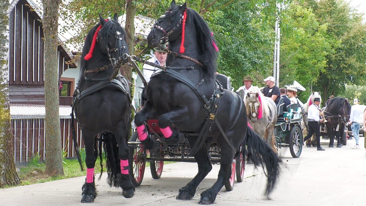 Nuntă cu 13 perechi de nași la Andreea și Vasile Frătăuții Noi - Bucovina 23 August 2025