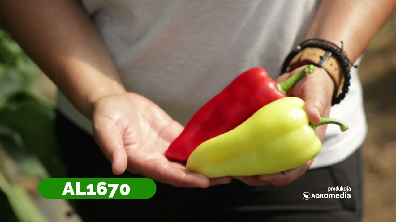 Bavi se PROIZVODNJOM PAPRIKE Preko 20 Godina - A Sada Najčešće Bira HOLLAND ANGRO PAPRIKU!