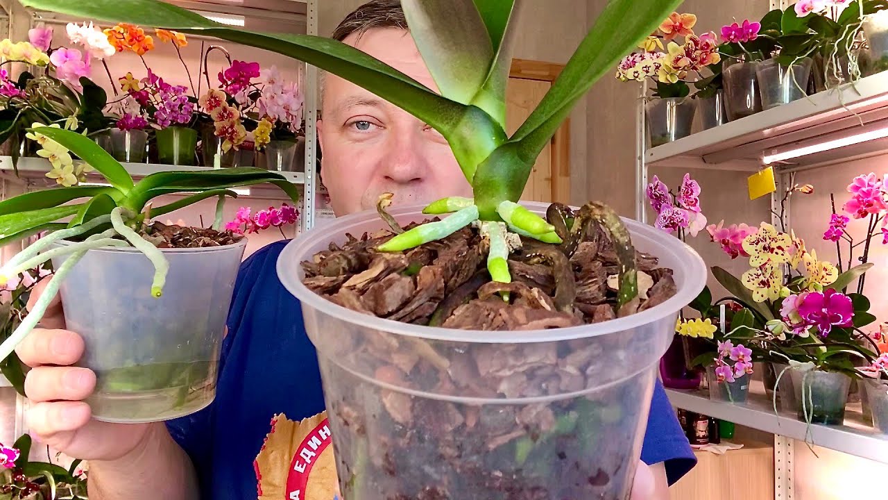 спасаем КОРНИ ОРХИДЕИ от РАСТОПЫРКИ и пересыхания // как работает ЕСТЕСТВЕННЫЙ ФИТИЛЬ для орхидей