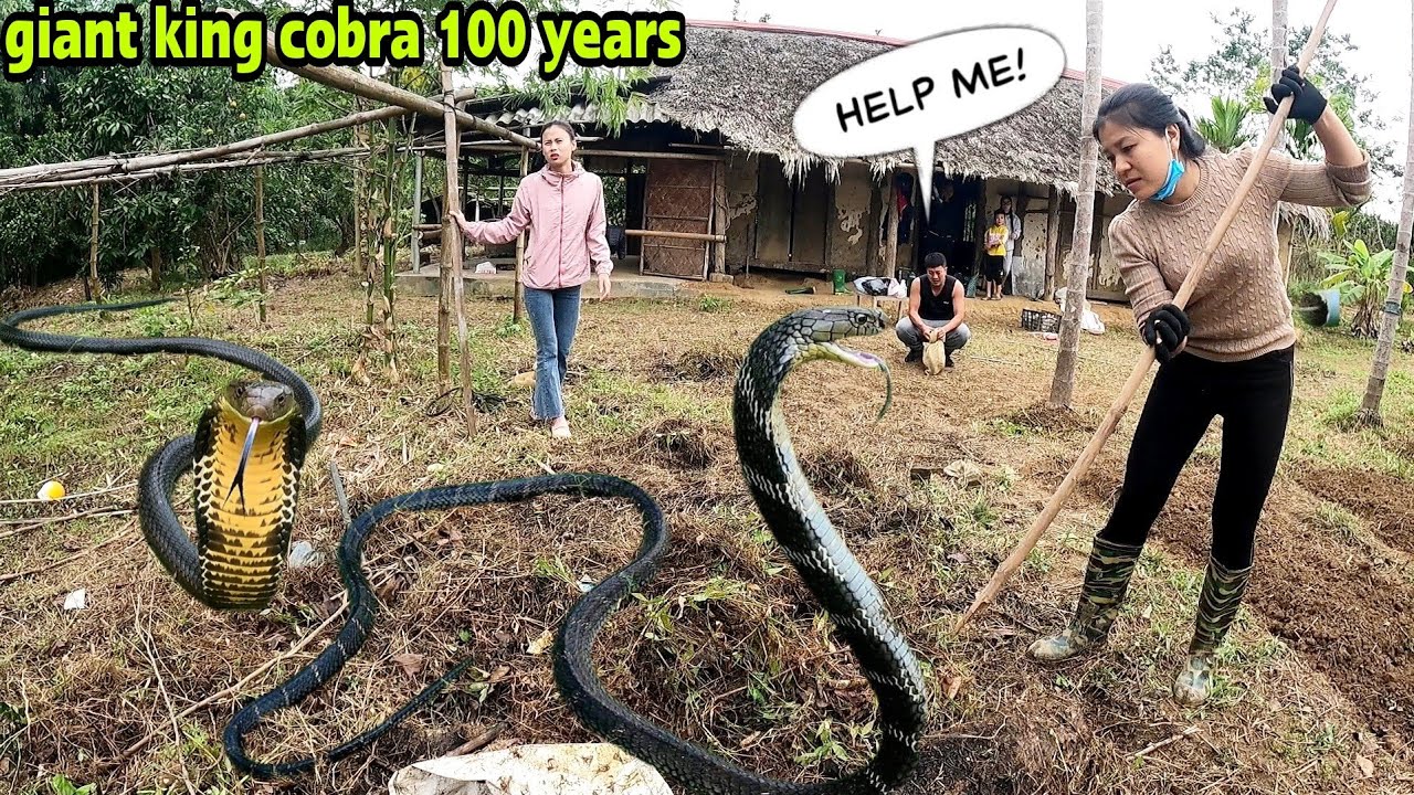 The 18-year-old girl caught the Serpent to guard the abandoned house for 100years I GirlCatchesSnake
