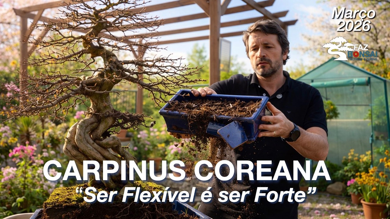 Carpinus Coreana - 