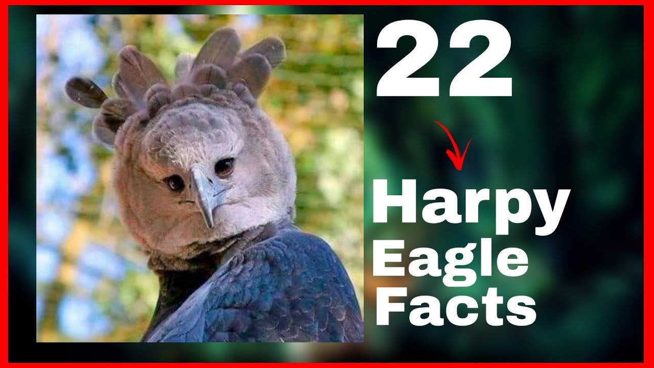 22 harpy eagle facts