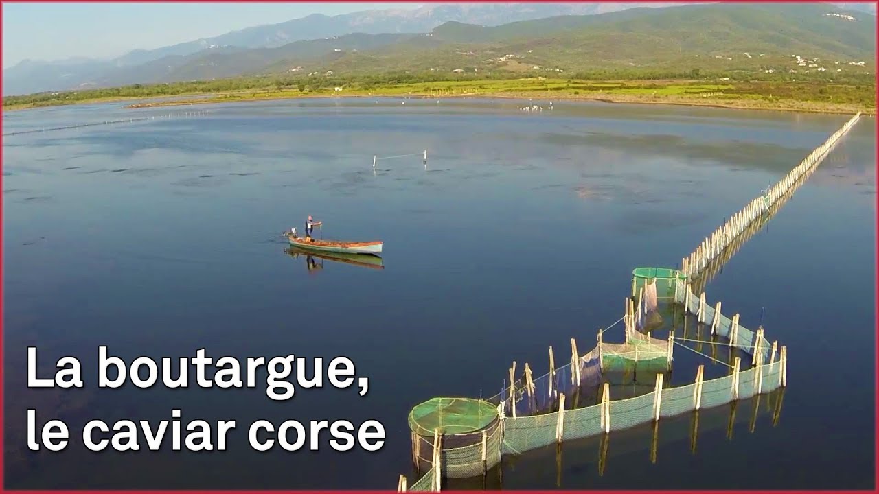Boutargue, le caviar Corse