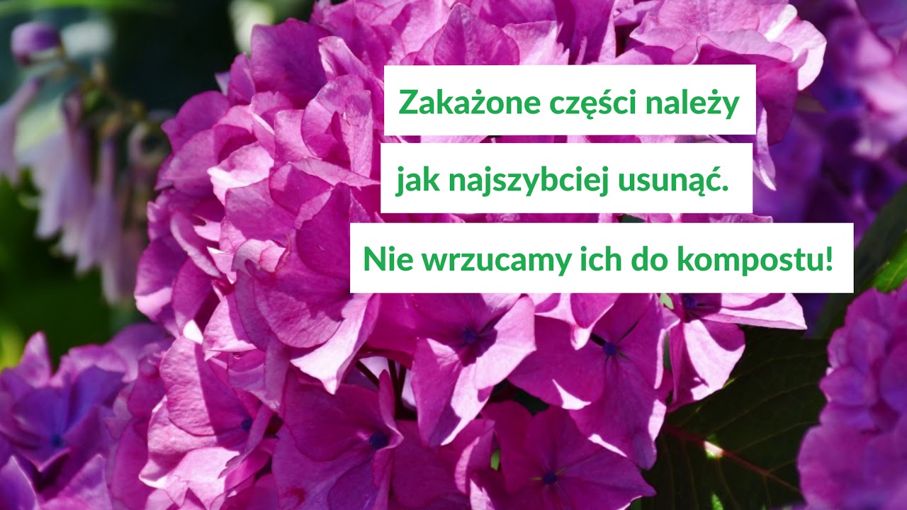 Choroby grzybowe hortensji - rodzaje i zwalczanie