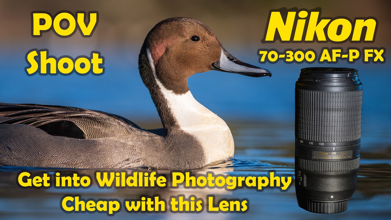POV Nikon 70 300 Af-P Looking to get into bird photography on a budget this lens is a great start.